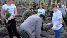 В нынешнем году в регионе планируется восстановить лесные массивы на площади более двух тысяч гектаров. Фото Павла КОМАРОВА