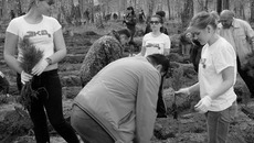 В нынешнем году в регионе планируется восстановить лесные массивы на площади более двух тысяч гектаров. Фото Павла КОМАРОВА