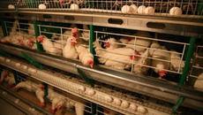 Птицеводство в условиях равных возможностей  с зарубежными производителями может оказаться  в зоне риска. Фото Бориса МОСКВИНА