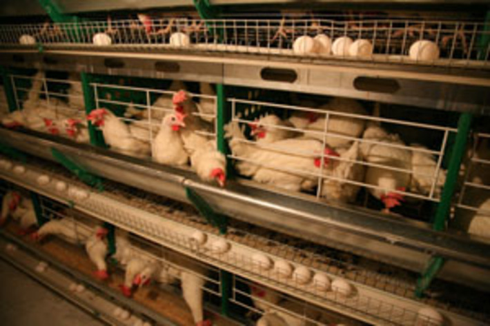 Птицеводство в условиях равных возможностей  с зарубежными производителями может оказаться  в зоне риска. Фото Бориса МОСКВИНА