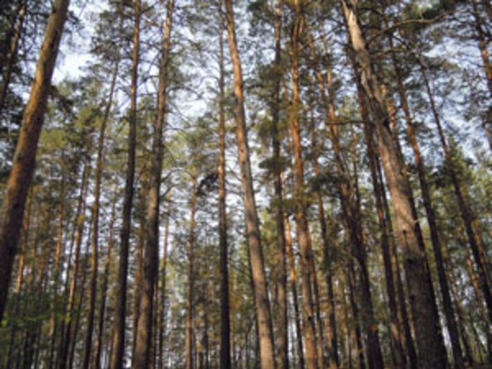 Караканский бор заслуженно называют жемчужиной региона. Фото Павла КРАСИНА