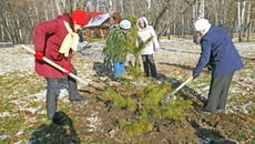 «Берёзовая роща» обновилась кедровой аллеей. Фото Аркадия УВАРОВА