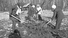 «Берёзовая роща» обновилась кедровой аллеей. Фото Аркадия УВАРОВА