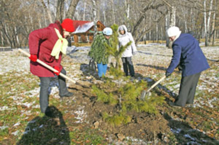 «Берёзовая роща» обновилась кедровой аллеей. Фото Аркадия УВАРОВА