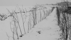 На береговой линии сделана отсыпка из горной массы, далее посажены кустарники. Фото Михаила ПЕРМИНА