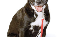 Фото  с  сайта www.petmate.com