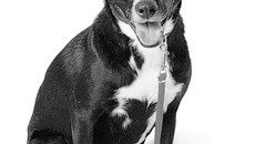 Фото  с  сайта www.petmate.com