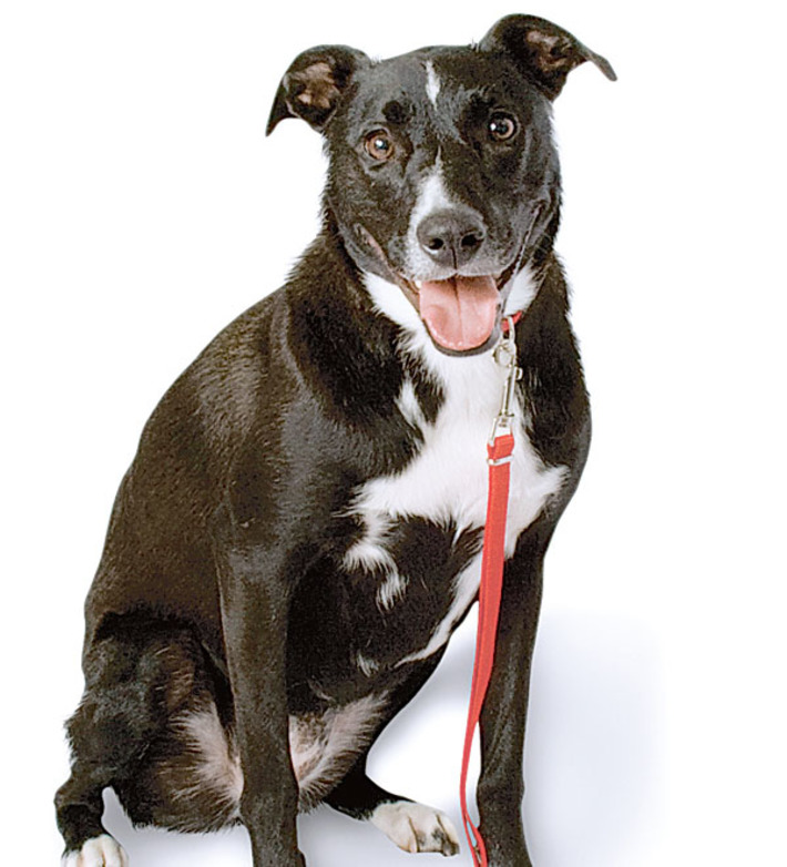 Фото  с  сайта www.petmate.com