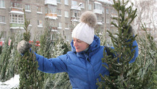 Горожане выбирают елки высотой от полутора до двух метров. Фото Михаила ПЕРМИНА