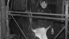 Валентина Гартман — одна из лучших доярок ЗАО «Комарьевское». Фото Ольги ЛЕВИНОЙ