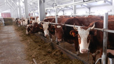 В животноводческом комплексе «Колыбельское». Фото Марины ЛУПЕЙКЕНЕ