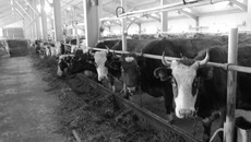 В животноводческом комплексе «Колыбельское». Фото Марины ЛУПЕЙКЕНЕ