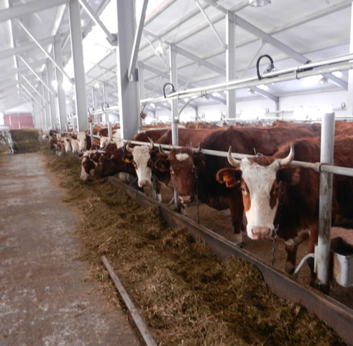 В животноводческом комплексе «Колыбельское». Фото Марины ЛУПЕЙКЕНЕ