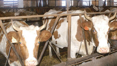 С премиксом у коровы жизнь веселее. Фото Валерия ГАНИНА