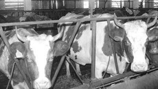 С премиксом у коровы жизнь веселее. Фото Валерия ГАНИНА