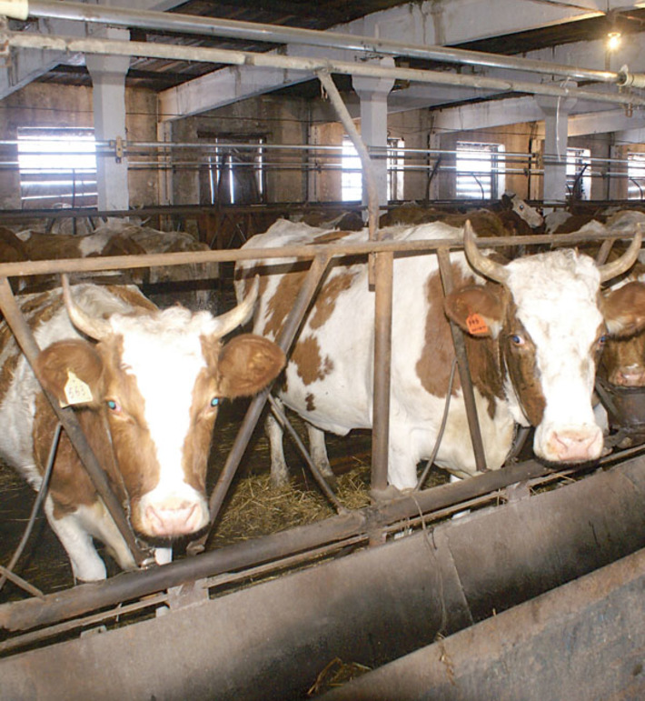 С премиксом у коровы жизнь веселее. Фото Валерия ГАНИНА