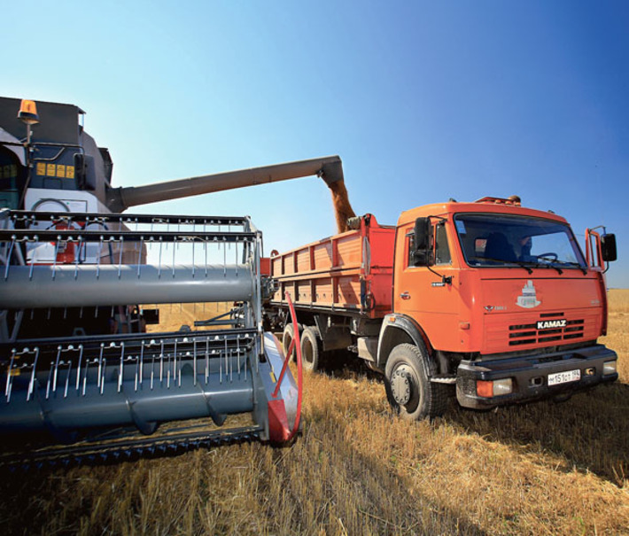 Идет зерно! Хороша пшеничка… Фото  Павла КОМАРОВА (архив)