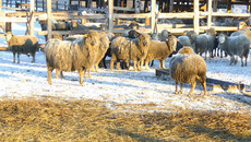 Сибирские мериносы —  залог развития села. Фото Анатолия СМИРНОВА