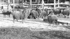 Сибирские мериносы —  залог развития села. Фото Анатолия СМИРНОВА