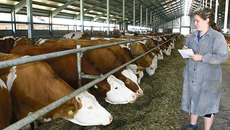 Фото Сергея ДЯТЛОВА (архив)