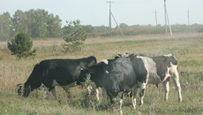 Фото Михаила ПЕРМИНА