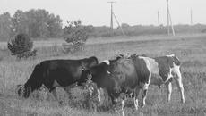 Фото Михаила ПЕРМИНА