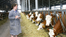 Молочная отрасль — та сфера, которая приносит аграрному сектору хорошую прибыль. Фото Сергея ДЯТЛОВА