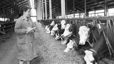 Молочная отрасль — та сфера, которая приносит аграрному сектору хорошую прибыль. Фото Сергея ДЯТЛОВА