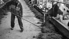 В рационе дойного стада в достатке и сенной люцерны, и сенажа. Фото Аркадия УВАРОВА