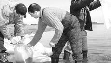 В прошлом году в водоемах Новосибирской области появилось 94 миллиона молодых «новоселов». Фото Михаила ПЕРМИНА