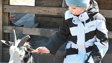 Рогатая благосклонно воспринимает  детскую нежность. Фото Юлии НАЗАРЕНКО (архив)