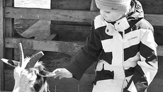 Рогатая благосклонно воспринимает  детскую нежность. Фото Юлии НАЗАРЕНКО (архив)