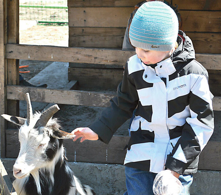 Рогатая благосклонно воспринимает  детскую нежность. Фото Юлии НАЗАРЕНКО (архив)