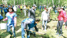 Участники акции высадили в парке 50 елей.   Фото Аркадия УВАРОВА