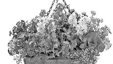 Фото с сайта www.gardeners.com