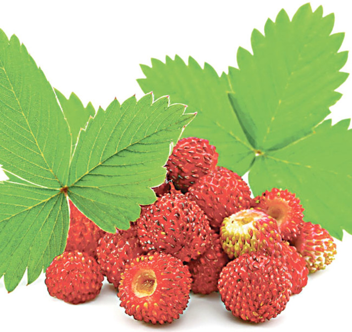 Фото с сайта www.mobilmusic.ru