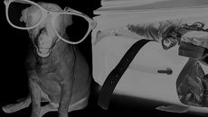 Фото с сайта www.petsit.com