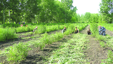 «Нам всем вместе работается весело». Фото Зои ТЮРИНОЙ