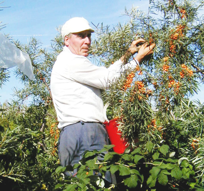 Золото облепихи. Фото из личного архива автора