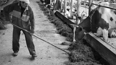 Плановые показатели по заготовке кормов для ферм Венгеровского района выполнены. Фото Аркадия УВАРОВА