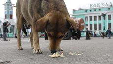 Проблема безнадзорных животных напрямую связана с защитой здоровья людей. Фото Аркадия УВАРОВА