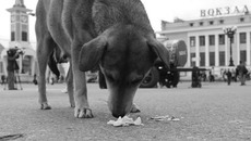 Проблема безнадзорных животных напрямую связана с защитой здоровья людей. Фото Аркадия УВАРОВА