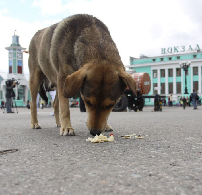 Проблема безнадзорных животных напрямую связана с защитой здоровья людей. Фото Аркадия УВАРОВА