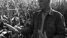 Николай Чичихин: «Такая кукуруза поработает на молоко!». Фото Аркадия УВАРОВА
