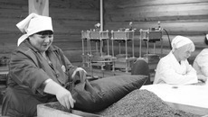 Фото предоставлено департаментом лесного хозяйства правительства НСО