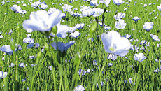 Фото с сайта www.bu-bu-bu.ru