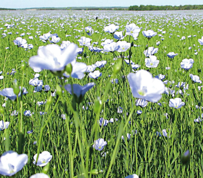 Фото с сайта www.bu-bu-bu.ru