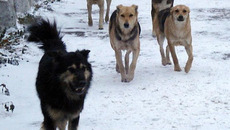 Бродячие собаки — привычный атрибут жизни мегаполиса. Фото с сайта l-penza.ru