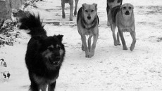 Бродячие собаки — привычный атрибут жизни мегаполиса. Фото с сайта l-penza.ru