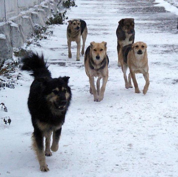 Бродячие собаки — привычный атрибут жизни мегаполиса. Фото с сайта l-penza.ru